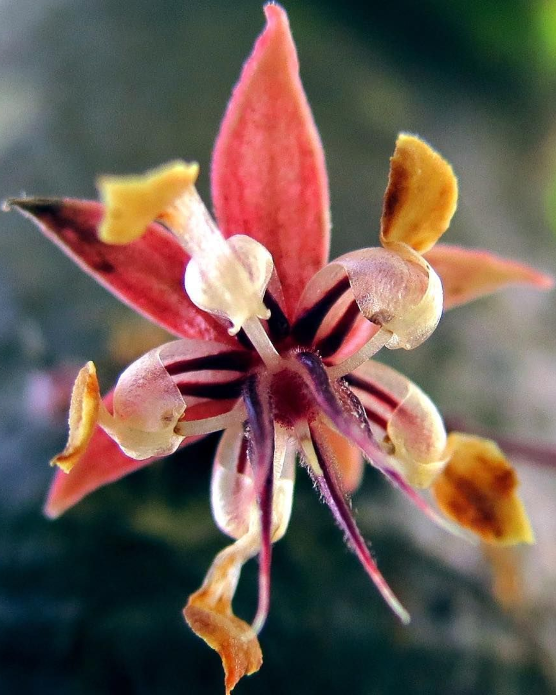 flor